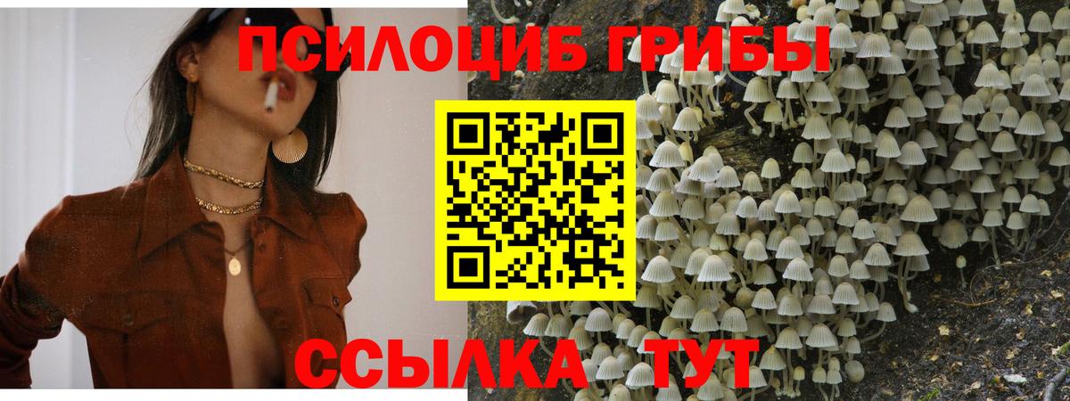 где купить наркоту  Вход с VPN  Псилоцибиновые грибы мухоморы  Россия  Псилоцибиновые грибы мицелий 